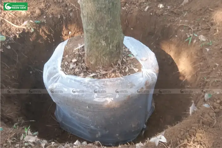 Cách Trồng Và Chăm Sóc Cây Lộc Vừng Ra Hoa Đẹp, Chuẩn Phong Thủy