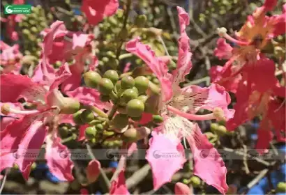 Cách Trồng Và Chăm Sóc Cây Lộc Vừng Ra Hoa Đẹp, Chuẩn Phong Thủy