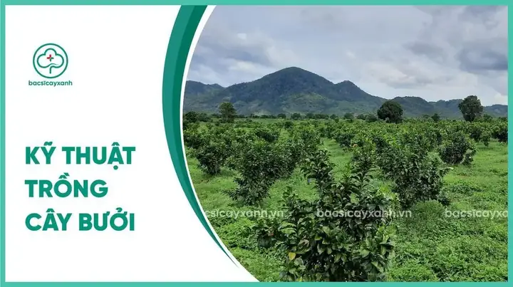 Hướng Dẫn Chi Tiết Cách Đào Hố Trồng Bưởi Chuẩn Kỹ Thuật