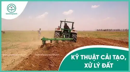 Hướng Dẫn Chi Tiết Cách Đào Hố Trồng Bưởi Chuẩn Kỹ Thuật