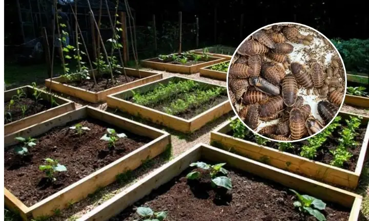 Cách Diệt Gián Đất Trong Đất Trồng Rau Hiệu Quả, An Toàn & Ngăn Ngừa Tái Phát