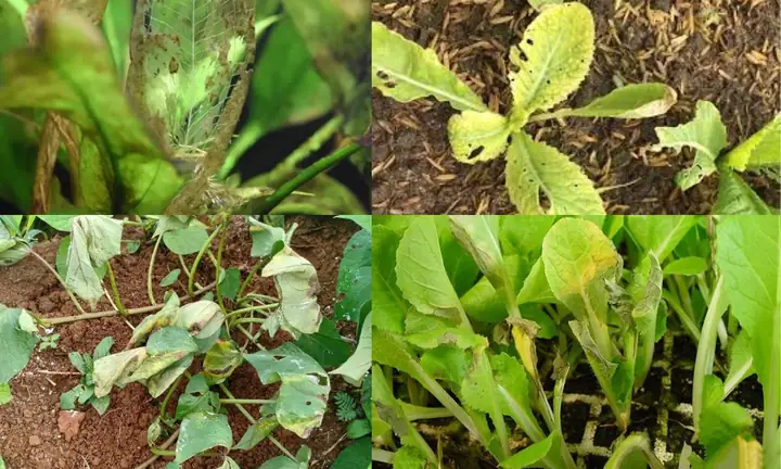 Cách Diệt Gián Đất Trong Đất Trồng Rau Hiệu Quả, An Toàn & Ngăn Ngừa Tái Phát