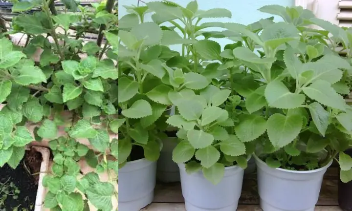 Cách Diệt Gián Đất Trong Đất Trồng Rau Hiệu Quả, An Toàn & Ngăn Ngừa Tái Phát