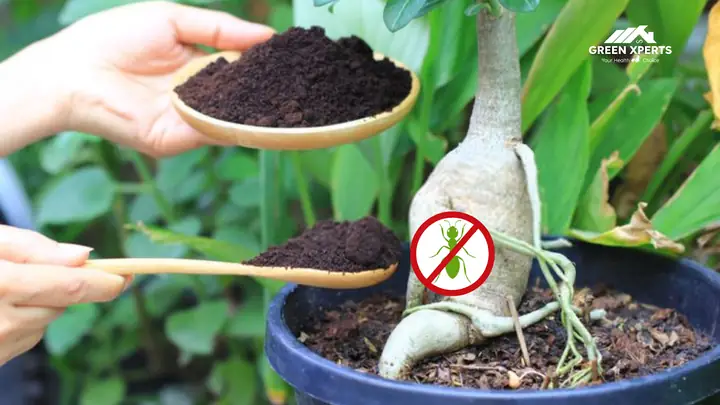 10+ Cách Diệt Kiến Hại Cây Trồng An Toàn, Hiệu Quả Ngay Tại Nhà 10+ Cách Diệt Kiến Hại Cây Trồng An Toàn, Hiệu Quả Ngay Tại Nhà