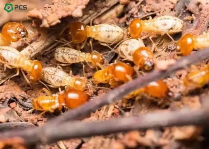 10 Cách Diệt Mối Hại Cây Trồng Hiệu Quả & Phòng Ngừa Tối Ưu 10 Cách Diệt Mối Hại Cây Trồng Hiệu Quả & Phòng Ngừa Tối Ưu
