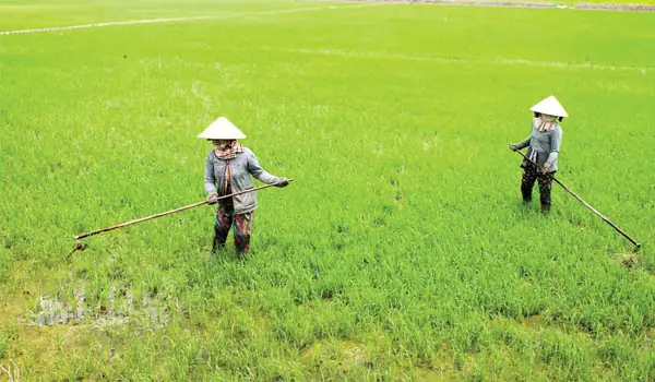 Hướng Dẫn Chi Tiết Kỹ Thuật Gieo Trồng Lúa Đạt Năng Suất Cao