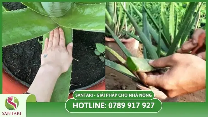 Hướng Dẫn Chi Tiết Kỹ Thuật Trồng Và Chăm Sóc Cây Nha Đam Tại Nhà Cho Năng Suất Tốt Hướng Dẫn Chi Tiết Kỹ Thuật Trồng Và Chăm Sóc Cây Nha Đam Tại Nhà Cho Năng Suất Tốt