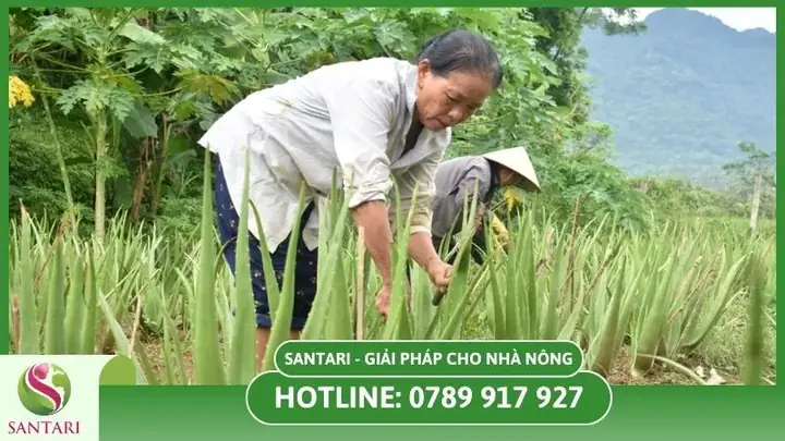 Hướng Dẫn Chi Tiết Kỹ Thuật Trồng Và Chăm Sóc Cây Nha Đam Tại Nhà Cho Năng Suất Tốt Hướng Dẫn Chi Tiết Kỹ Thuật Trồng Và Chăm Sóc Cây Nha Đam Tại Nhà Cho Năng Suất Tốt
