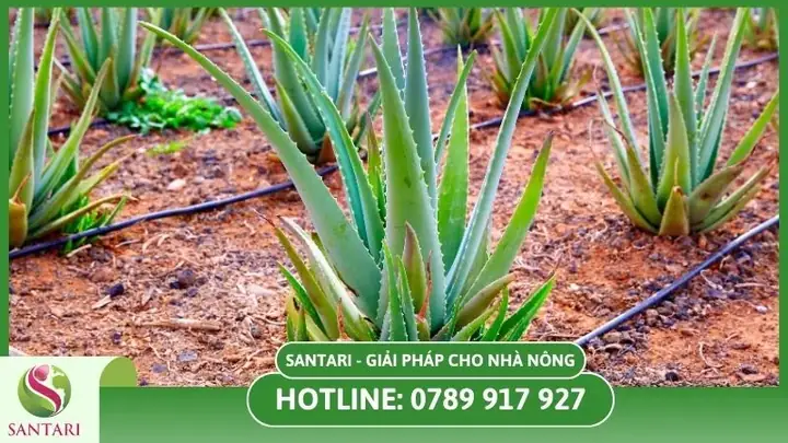 Hướng Dẫn Chi Tiết Kỹ Thuật Trồng Và Chăm Sóc Cây Nha Đam Tại Nhà Cho Năng Suất Tốt Hướng Dẫn Chi Tiết Kỹ Thuật Trồng Và Chăm Sóc Cây Nha Đam Tại Nhà Cho Năng Suất Tốt