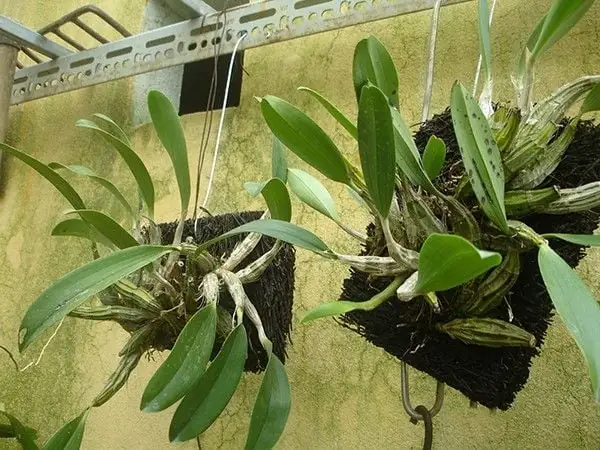 Hướng Dẫn Chi Tiết Cách Làm Bảng Dớn Trồng Lan Chuẩn Kỹ Thuật
