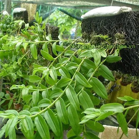 Hướng Dẫn Chi Tiết Cách Làm Bảng Dớn Trồng Lan Chuẩn Kỹ Thuật