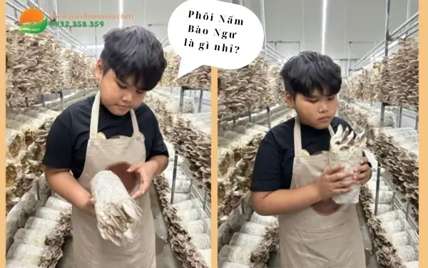 Hướng Dẫn Chi Tiết Cách Làm Bịch Trồng Nấm Tại Nhà