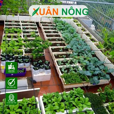 Hướng Dẫn Chi Tiết Cách Làm Bồn Trồng Cây Sân Thượng An Toàn & Hiệu Quả Hướng Dẫn Chi Tiết Cách Làm Bồn Trồng Cây Sân Thượng An Toàn & Hiệu Quả