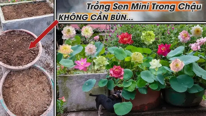 Cách Làm Bùn Trồng Sen Chuẩn Giúp Cây Khỏe, Hoa Đẹp Quanh Năm