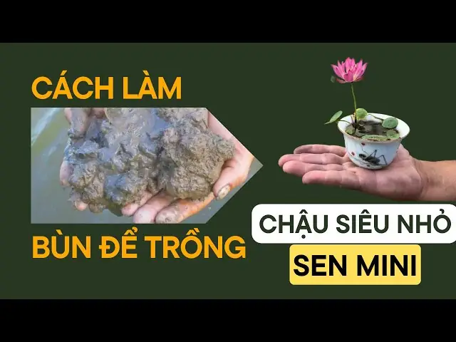 Cách Làm Bùn Trồng Sen Chuẩn Giúp Cây Khỏe, Hoa Đẹp Quanh Năm