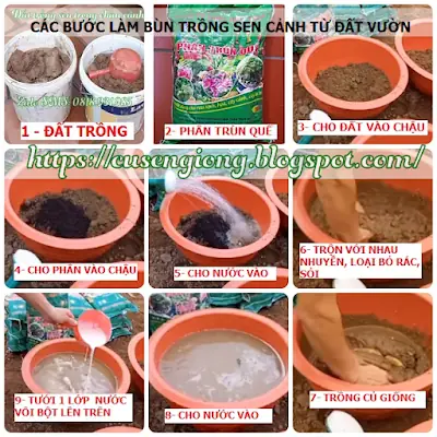 Cách Làm Bùn Trồng Sen Chuẩn Giúp Cây Khỏe, Hoa Đẹp Quanh Năm
