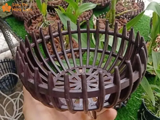 Cách Làm Chậu Gỗ Trồng Lan Đơn Giản, Bền Đẹp Tại Nhà