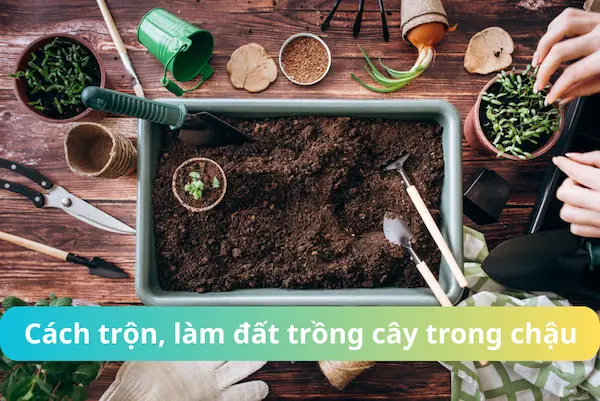 Cách Làm Đất Trồng Cây Cảnh Trong Chậu: Hướng Dẫn Chi Tiết & Hiệu Quả