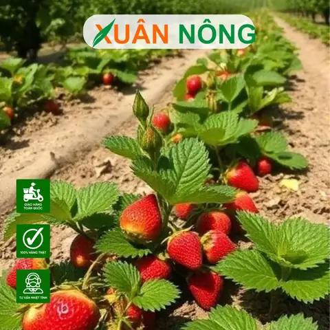 Bí Quyết Trộn Đất Trồng Dâu Tây Tơi Xốp, Giàu Dinh Dưỡng Tại Nhà Bí Quyết Trộn Đất Trồng Dâu Tây Tơi Xốp, Giàu Dinh Dưỡng Tại Nhà