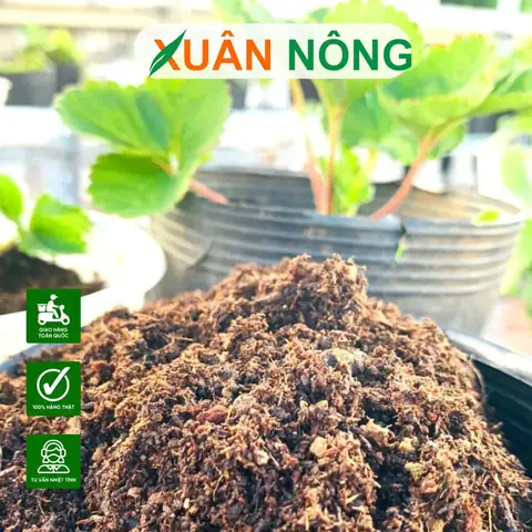 Bí Quyết Trộn Đất Trồng Dâu Tây Tơi Xốp, Giàu Dinh Dưỡng Tại Nhà Bí Quyết Trộn Đất Trồng Dâu Tây Tơi Xốp, Giàu Dinh Dưỡng Tại Nhà