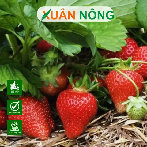 Bí Quyết Trộn Đất Trồng Dâu Tây Tơi Xốp, Giàu Dinh Dưỡng Tại Nhà Bí Quyết Trộn Đất Trồng Dâu Tây Tơi Xốp, Giàu Dinh Dưỡng Tại Nhà