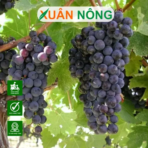 Cách Làm Đất Trồng Nho Trong Chậu Chuẩn Chuyên Gia Giúp Cây Phát Triển Nhanh Cách Làm Đất Trồng Nho Trong Chậu Chuẩn Chuyên Gia Giúp Cây Phát Triển Nhanh