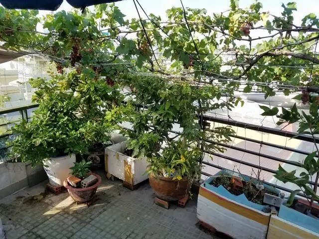 Cách Làm Đất Trồng Nho Trong Chậu Chuẩn Chuyên Gia Giúp Cây Phát Triển Nhanh Cách Làm Đất Trồng Nho Trong Chậu Chuẩn Chuyên Gia Giúp Cây Phát Triển Nhanh