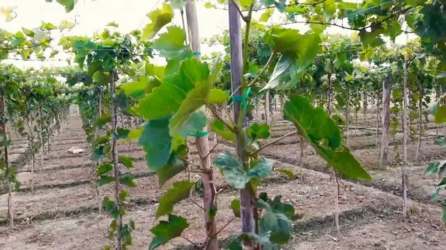 Cách Làm Đất Trồng Nho Trong Chậu Chuẩn Chuyên Gia Giúp Cây Phát Triển Nhanh Cách Làm Đất Trồng Nho Trong Chậu Chuẩn Chuyên Gia Giúp Cây Phát Triển Nhanh