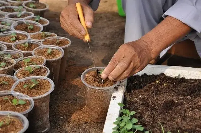 Cách Làm Đất Trồng Rau Mầm Tươi Xốp, Dinh Dưỡng Tại Nhà Đơn Giản Cách Làm Đất Trồng Rau Mầm Tươi Xốp, Dinh Dưỡng Tại Nhà Đơn Giản