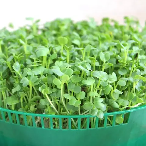 Cách Làm Đất Trồng Rau Mầm Tươi Xốp, Dinh Dưỡng Tại Nhà Đơn Giản Cách Làm Đất Trồng Rau Mầm Tươi Xốp, Dinh Dưỡng Tại Nhà Đơn Giản