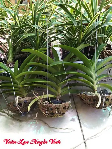 Hướng Dẫn Cách Làm Gáo Dừa Trồng Lan Đơn Giản Và Hiệu Quả
