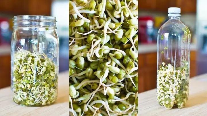 Hướng Dẫn Làm Giá Đỗ Sạch Tại Nhà: Đơn Giản, Nhanh Chóng Và An Toàn Hướng Dẫn Làm Giá Đỗ Sạch Tại Nhà: Đơn Giản, Nhanh Chóng Và An Toàn