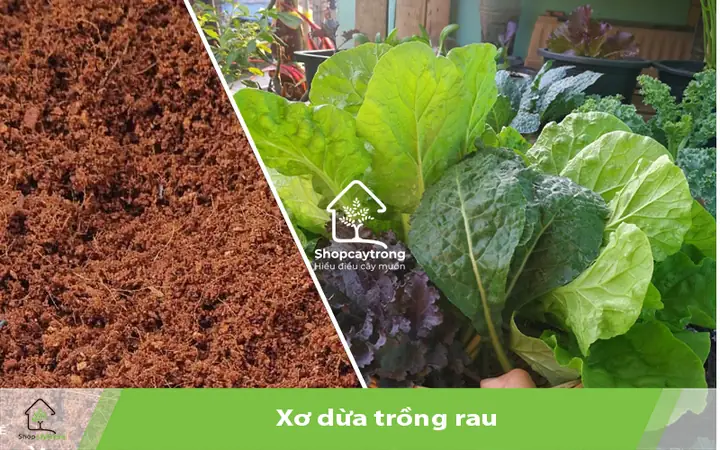 Cách Làm Giá Thể Trồng Rau Mầm Hiệu Quả Tại Nhà Cách Làm Giá Thể Trồng Rau Mầm Hiệu Quả Tại Nhà