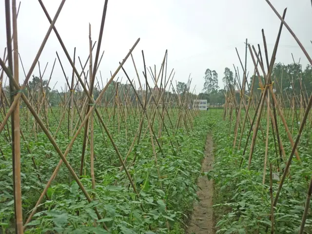 7+ Cách Làm Giàn Trồng Cà Chua Đơn Giản, Hiệu Quả Giúp Cây Sai Trĩu Quả 7+ Cách Làm Giàn Trồng Cà Chua Đơn Giản, Hiệu Quả Giúp Cây Sai Trĩu Quả