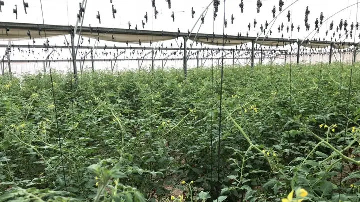7+ Cách Làm Giàn Trồng Cà Chua Đơn Giản, Hiệu Quả Giúp Cây Sai Trĩu Quả 7+ Cách Làm Giàn Trồng Cà Chua Đơn Giản, Hiệu Quả Giúp Cây Sai Trĩu Quả