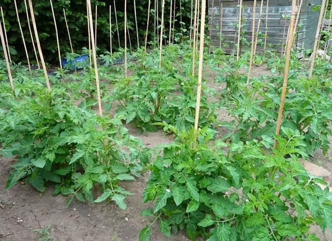 7+ Cách Làm Giàn Trồng Cà Chua Đơn Giản, Hiệu Quả Giúp Cây Sai Trĩu Quả 7+ Cách Làm Giàn Trồng Cà Chua Đơn Giản, Hiệu Quả Giúp Cây Sai Trĩu Quả