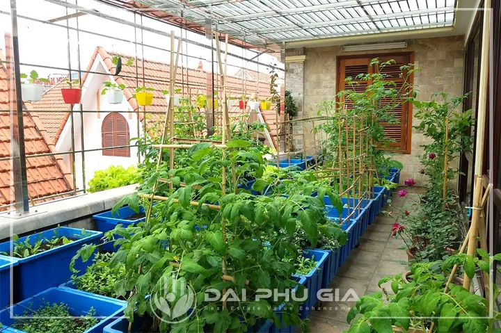 Cách Làm Giàn Trồng Cây Sân Thượng: Hướng Dẫn Chi Tiết Từ A-Z Cách Làm Giàn Trồng Cây Sân Thượng: Hướng Dẫn Chi Tiết Từ A-Z