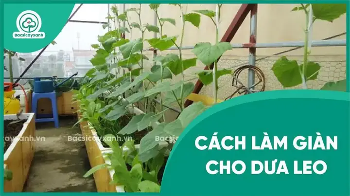 Cách Làm Giàn Trồng Dưa Leo Đơn Giản, Hiệu Quả Cao Tại Nhà Cách Làm Giàn Trồng Dưa Leo Đơn Giản, Hiệu Quả Cao Tại Nhà