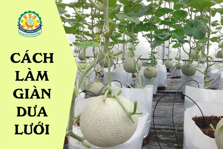 Hướng Dẫn Chi Tiết Cách Làm Giàn Trồng Dưa Lưới Đơn Giản, Hiệu Quả