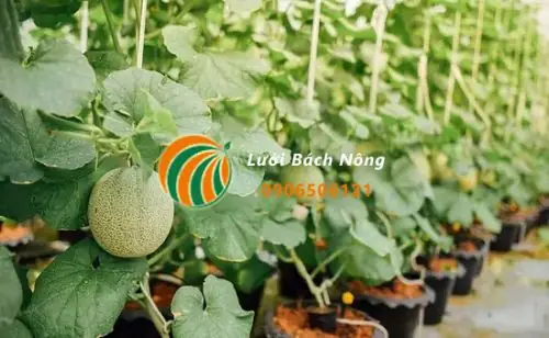 Hướng Dẫn Chi Tiết Cách Làm Giàn Trồng Dưa Lưới Đơn Giản, Hiệu Quả