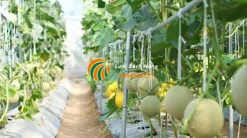 Hướng Dẫn Chi Tiết Cách Làm Giàn Trồng Dưa Lưới Đơn Giản, Hiệu Quả