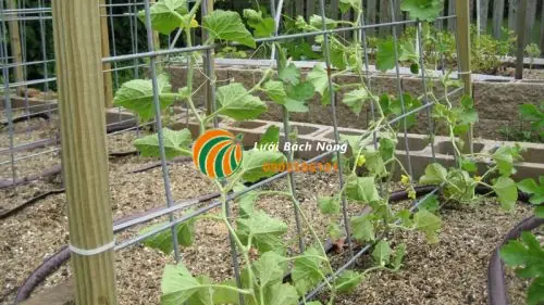 Hướng Dẫn Chi Tiết Cách Làm Giàn Trồng Dưa Lưới Đơn Giản, Hiệu Quả