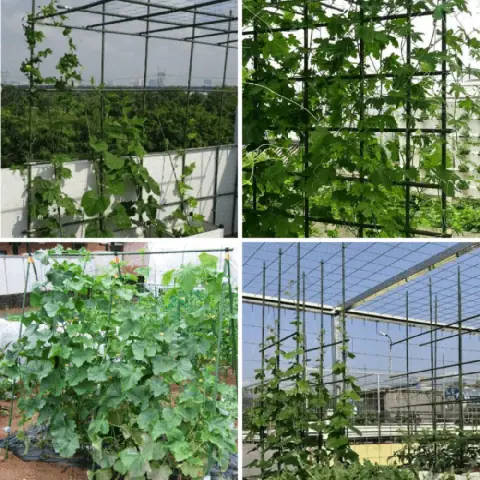 10+ Cách Làm Giàn Trồng Rau Tại Nhà Đơn Giản, Tiết Kiệm Chi Phí