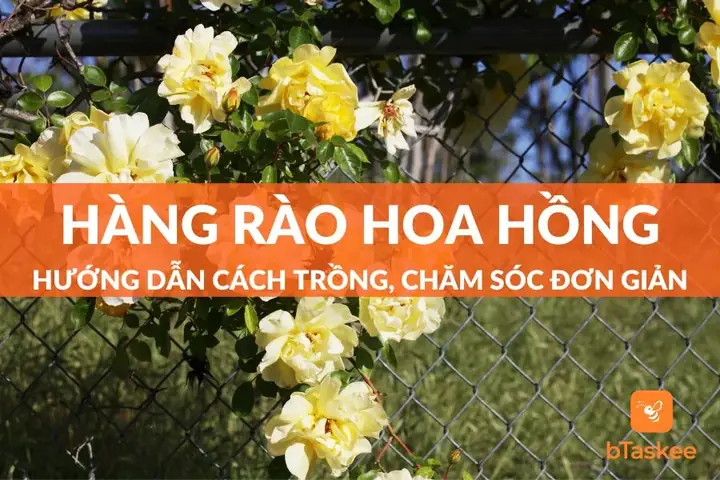 Cách Làm Hàng Rào Trồng Hoa Đẹp, Đơn Giản Cho Khu Vườn