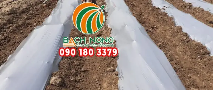 Cách Làm Máng Trồng Dâu Tây Hiệu Quả Tại Nhà Và Quy Mô Lớn