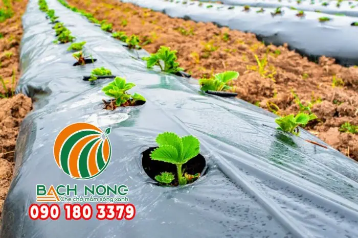 Cách Làm Máng Trồng Dâu Tây Hiệu Quả Tại Nhà Và Quy Mô Lớn