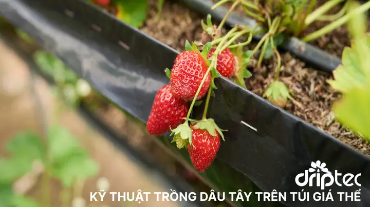 Cách Làm Nhà Kính Trồng Dâu Tây Đạt Năng Suất Cao