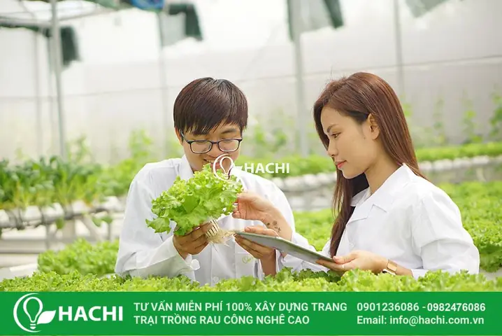 Cách Làm Nhà Màng Trồng Rau: Hướng Dẫn Từ A-Z Cho Người Mới Bắt Đầu