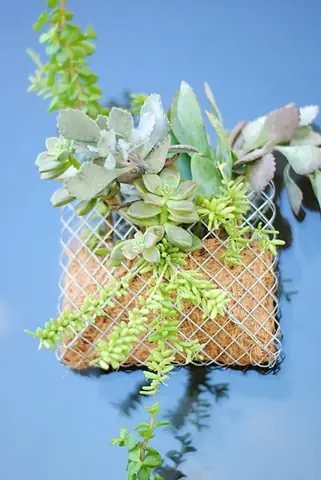 Cách Làm Túi Trồng Cây Treo Tường Đơn Giản Tại Nhà Cách Làm Túi Trồng Cây Treo Tường Đơn Giản Tại Nhà