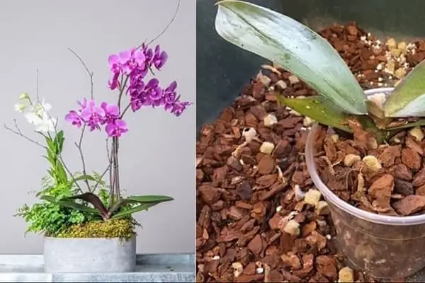 Cách Làm Xơ Dừa Trồng Lan Đạt Chuẩn Chuyên Gia, Tăng Tỷ Lệ Ra Hoa